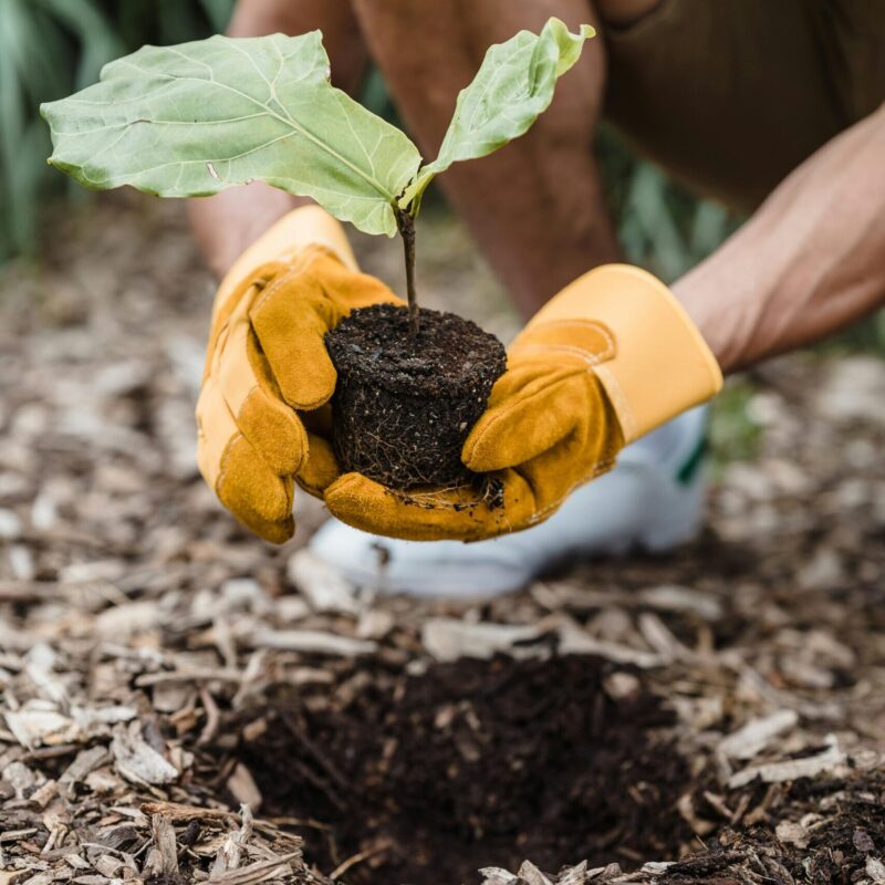 Hands holding a tree sapling